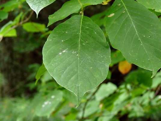 {Nyssa sylvatica}